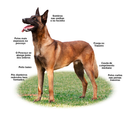 Conheça o Pastor Belga de Malinois