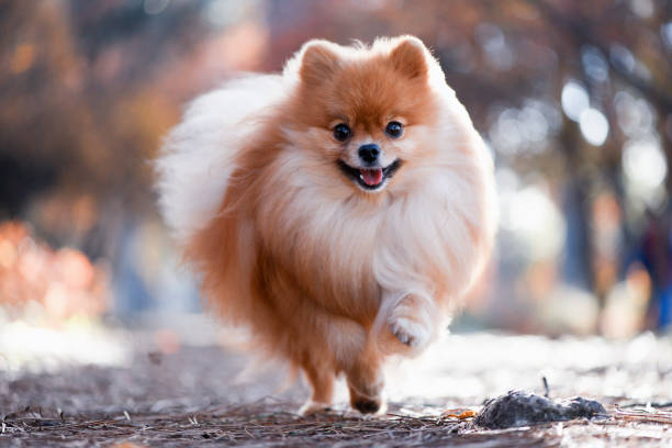 o lulu da Pomerânia é um raça de cachorro pequeno popular no Brasil.