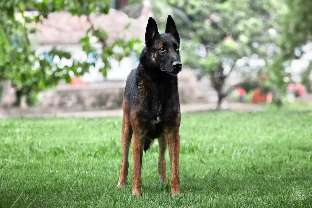 Jota, um dos cães da raça malinois do canil Guary Kamba.