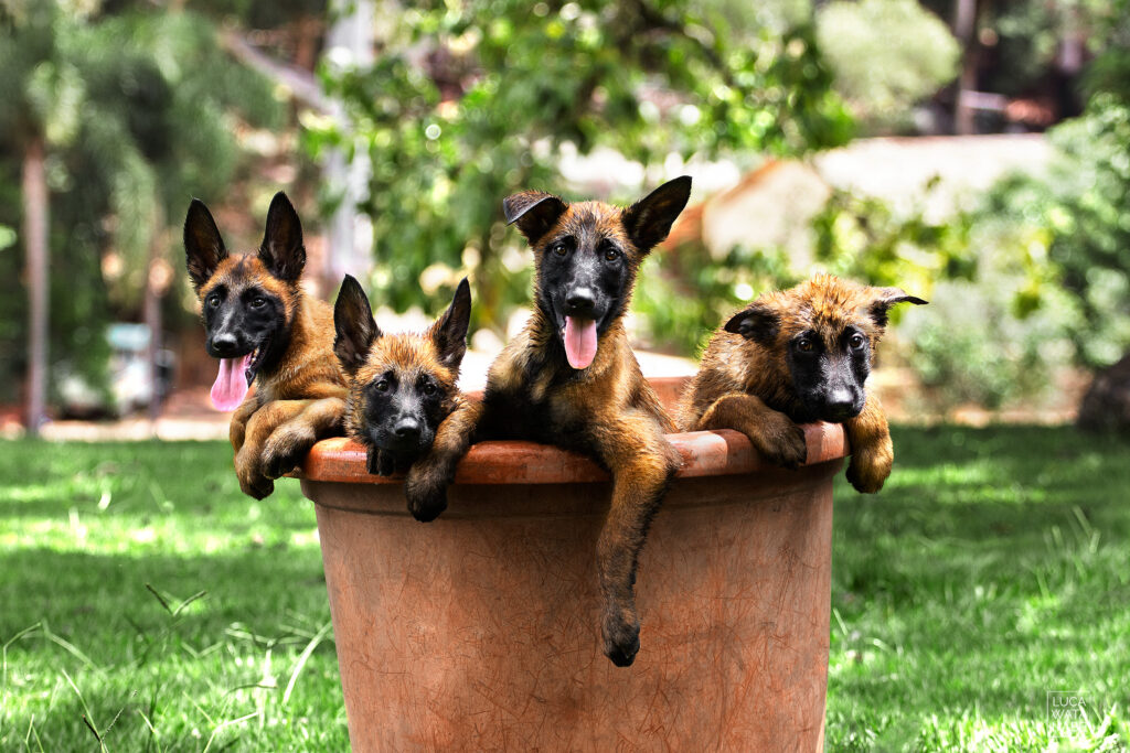 Filhotes de pastor malinois para cão farejador.