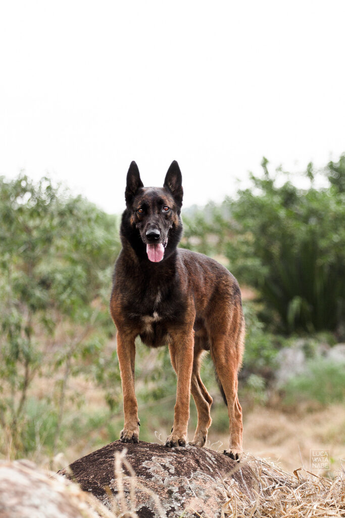 Cachorro policial: Pastor Alemão X Pastor Belga Malinois