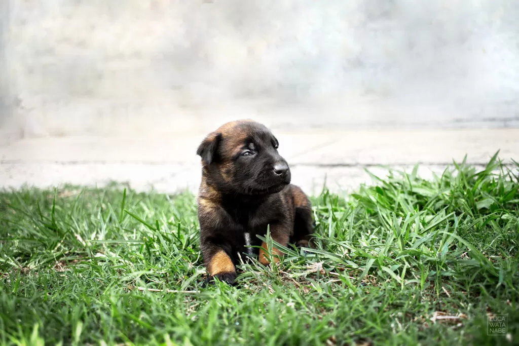 Filhotinho da raça pastor belga malinois.