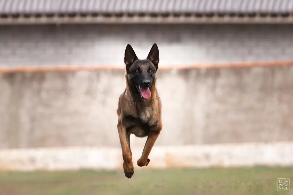 Confira como é a personalidade do pastor malinois no treinamento.