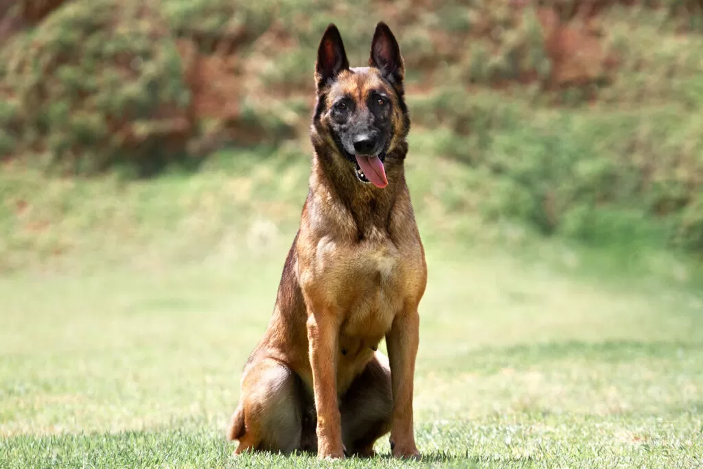 Cão pastor belga malinois com personalidade amigável.