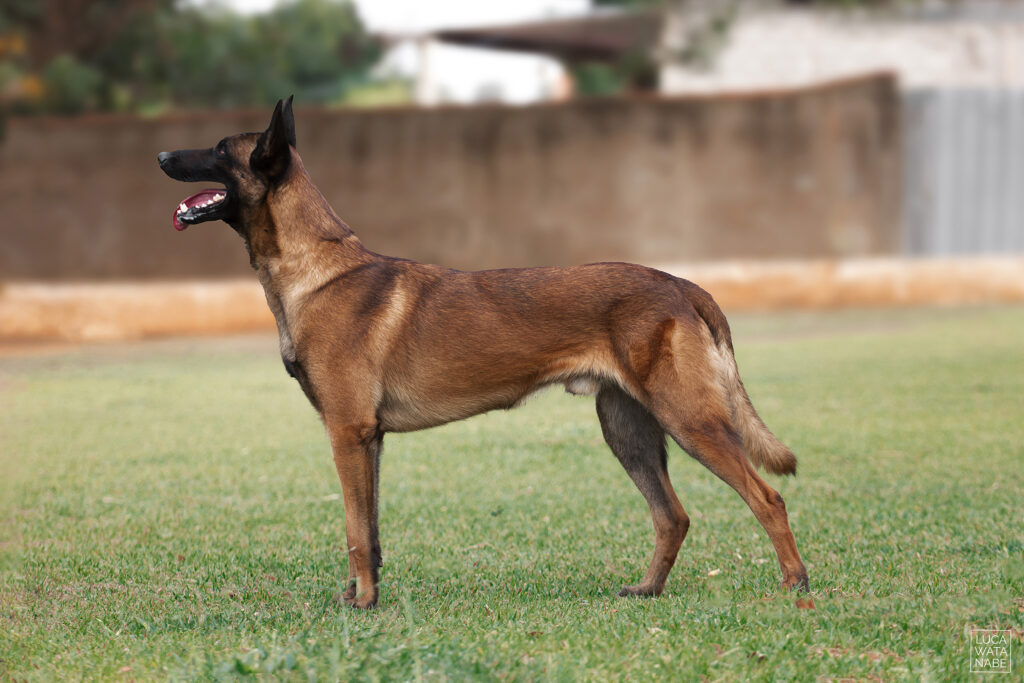 Conheça o Pastor Belga de Malinois