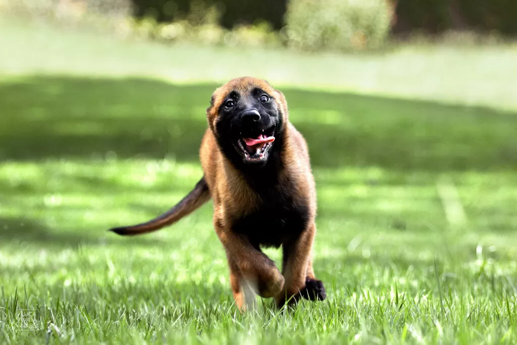 Filhote de pastor malinois brincalhão correndo.