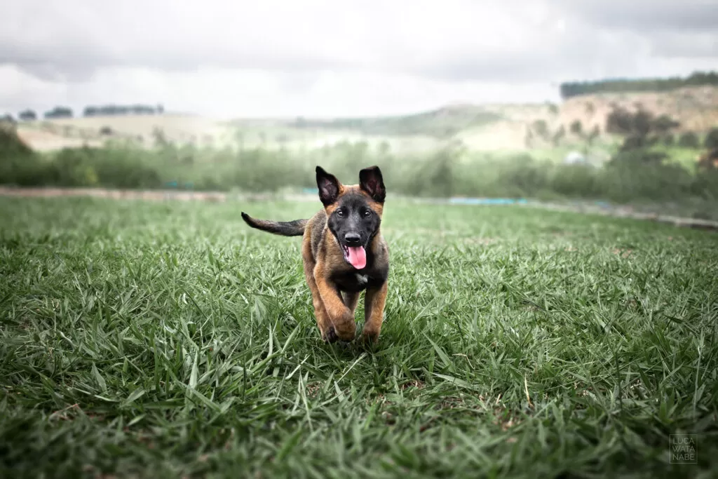 Filhote de pastor belga malinois para crianças.