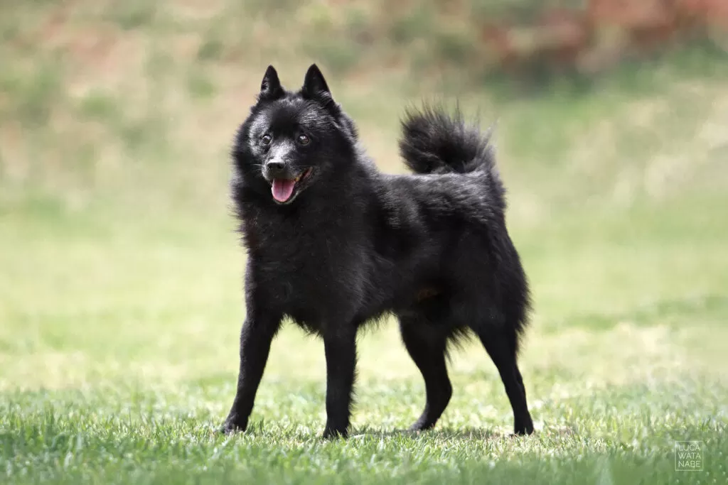 O schipperke é uma excelente opção de cachorro pequeno para crianças.