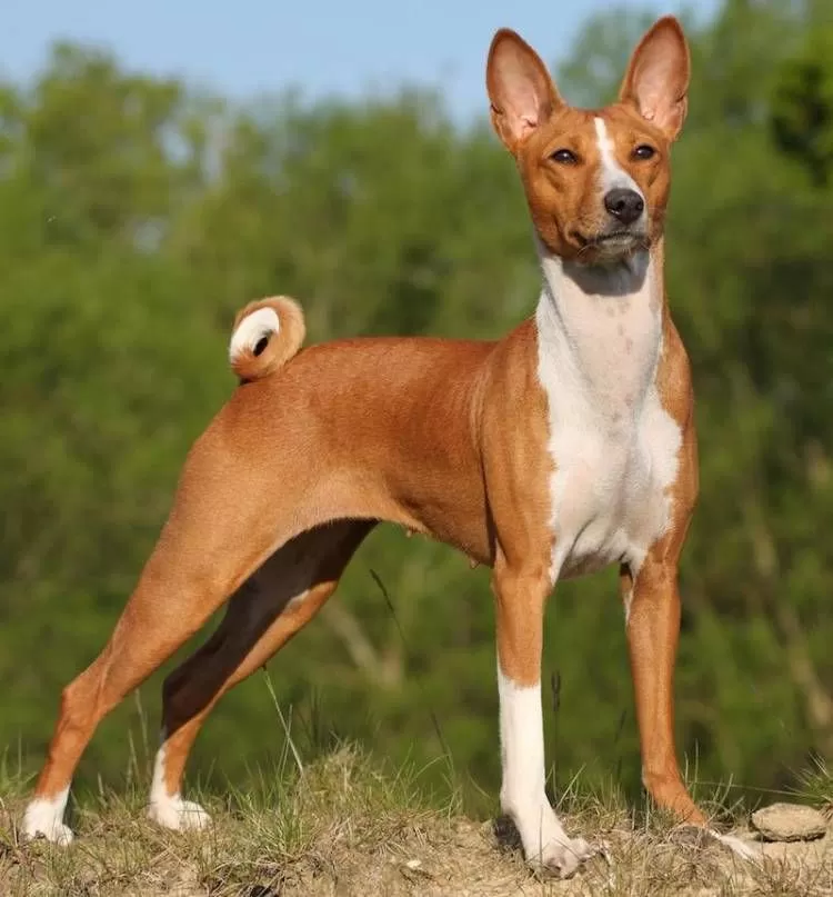 O basenji é o único cachorro que não late.