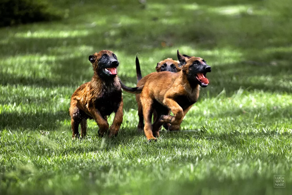 Três filhotes de pastor belga malinois brincando num gramado.