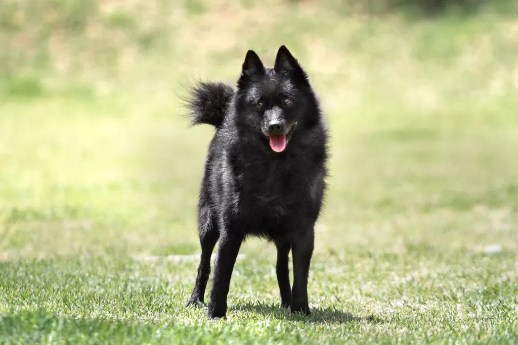 Cão da raça schipperke.