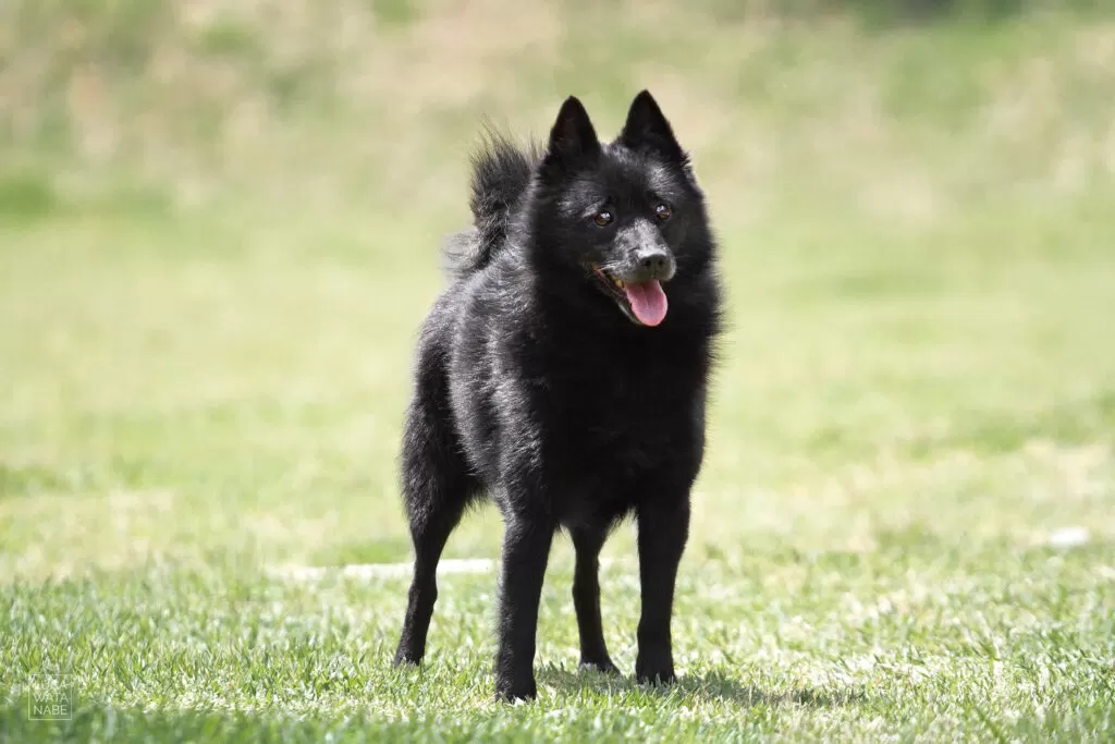 O schipperke é um cão que não tem problema com o frio.