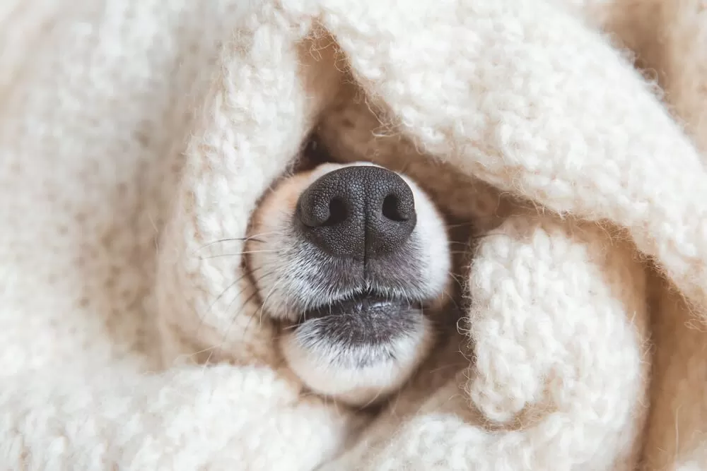 Cachorro com frio, enrolado em cobertor.