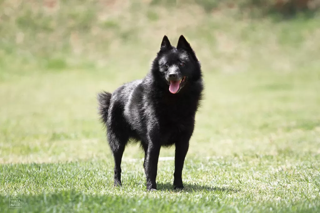 Cachorro da raça schipperke.