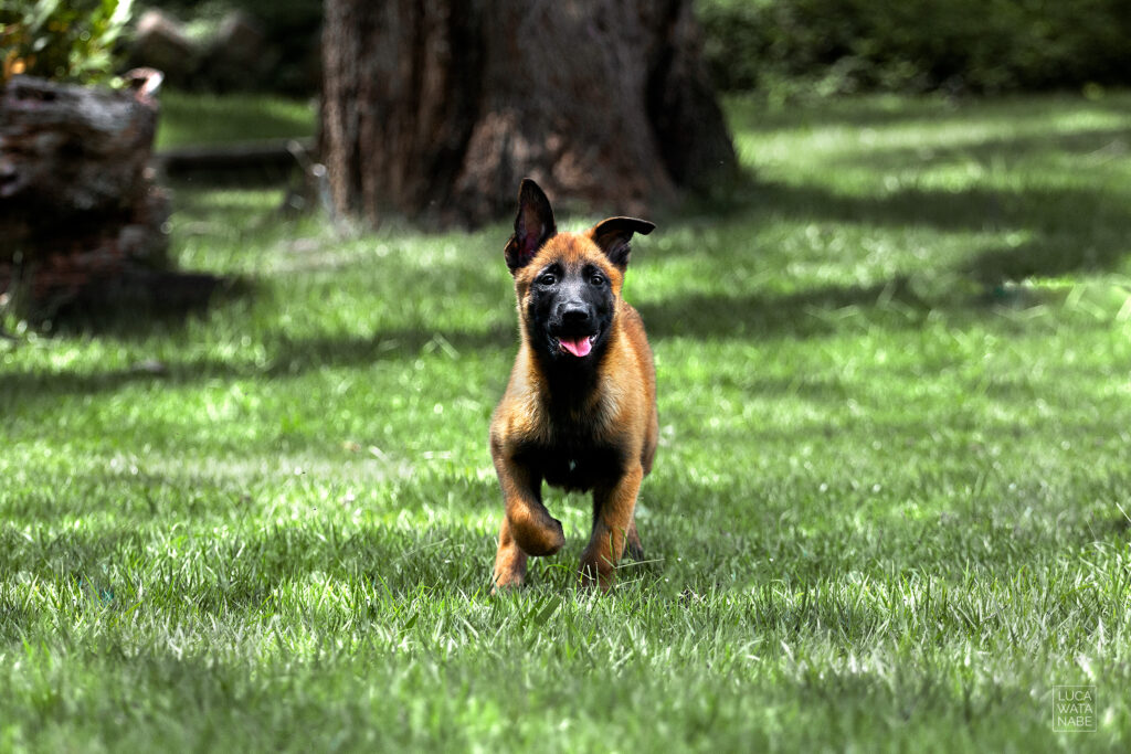 Confira com qual frequência pode dar banho em filhote de cachorro.