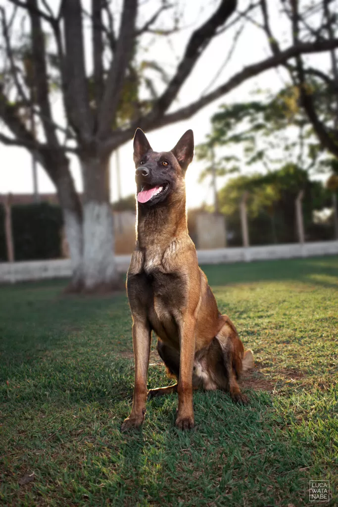 Pastor belga malinois sentado e com aparência feliz.