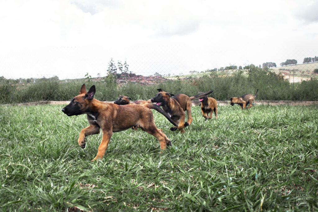 Filhotes de cachorros convivendo juntos num campo verde.