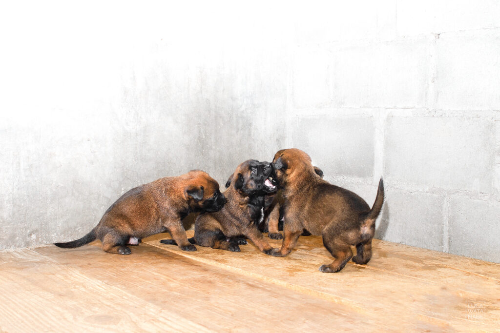 Quatro filhotes de pastor malinois brincando.