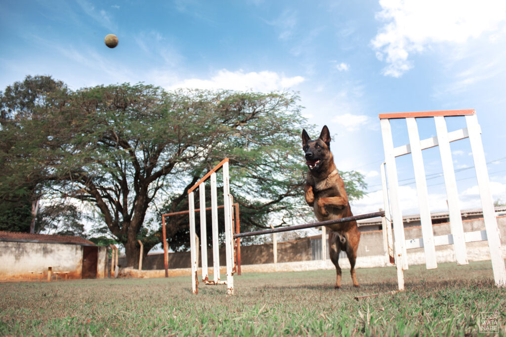 Cachorro da raça malinois em treinamento no Canil Guary Kamba.