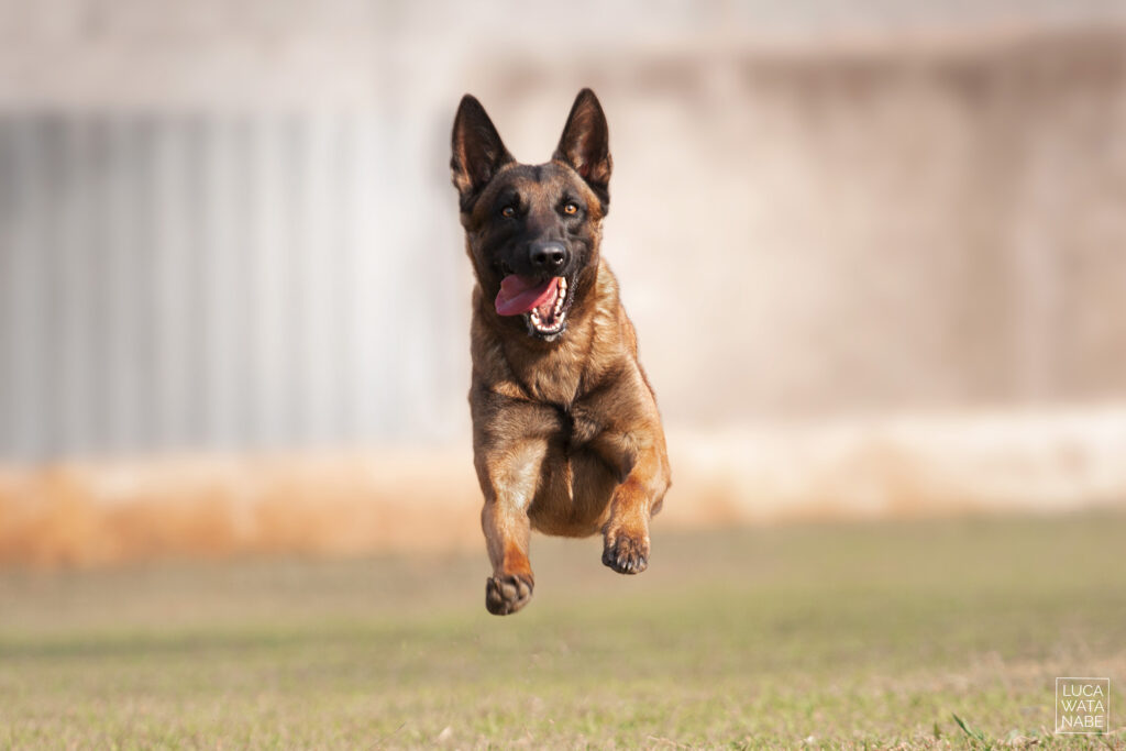 Pastor malinois pulando no ar.