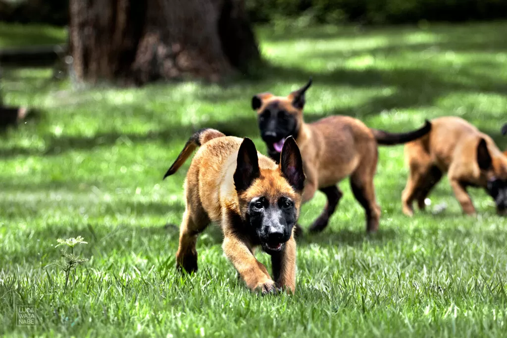 Filhotes de pastor malinois brincando.