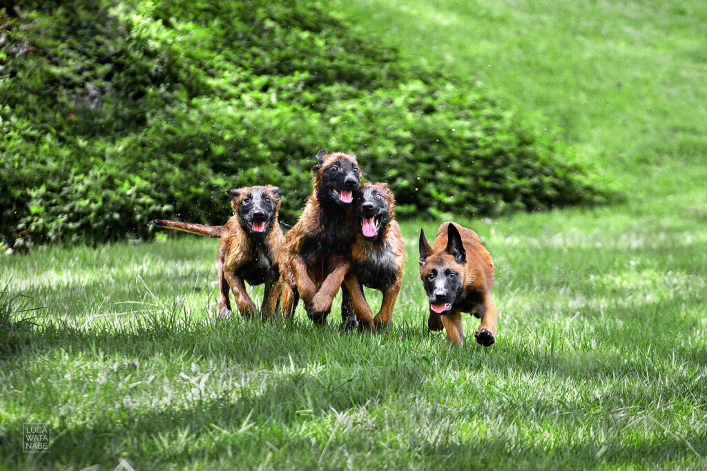 Cachorros filhotes de malinois correndo juntos.