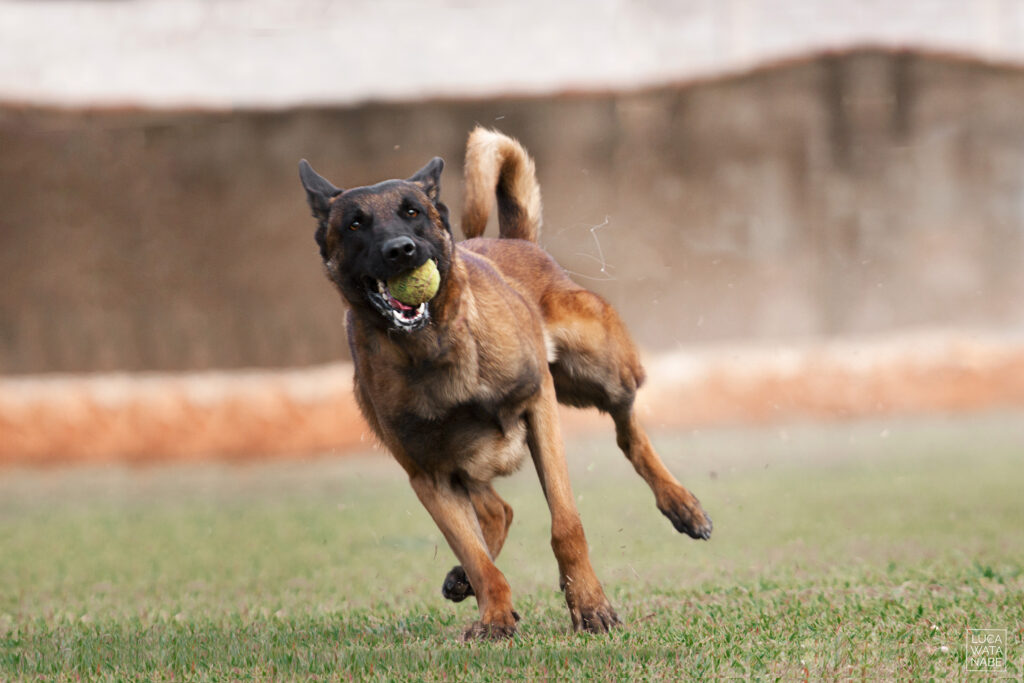 Cachorro correndo com bolinha.