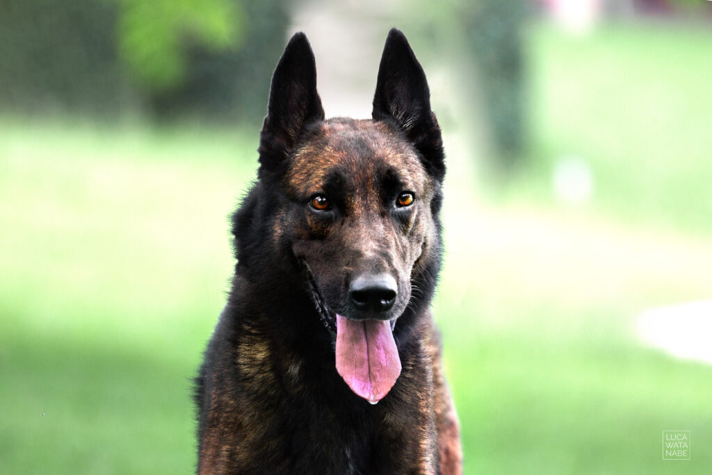 O pastor malinois é o maior farejador de drogas do mundo de acordo com o Guiness Book.