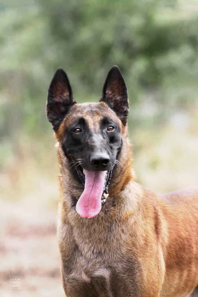 Saiba a expectativa de vida de um cão pastor belga malinois.