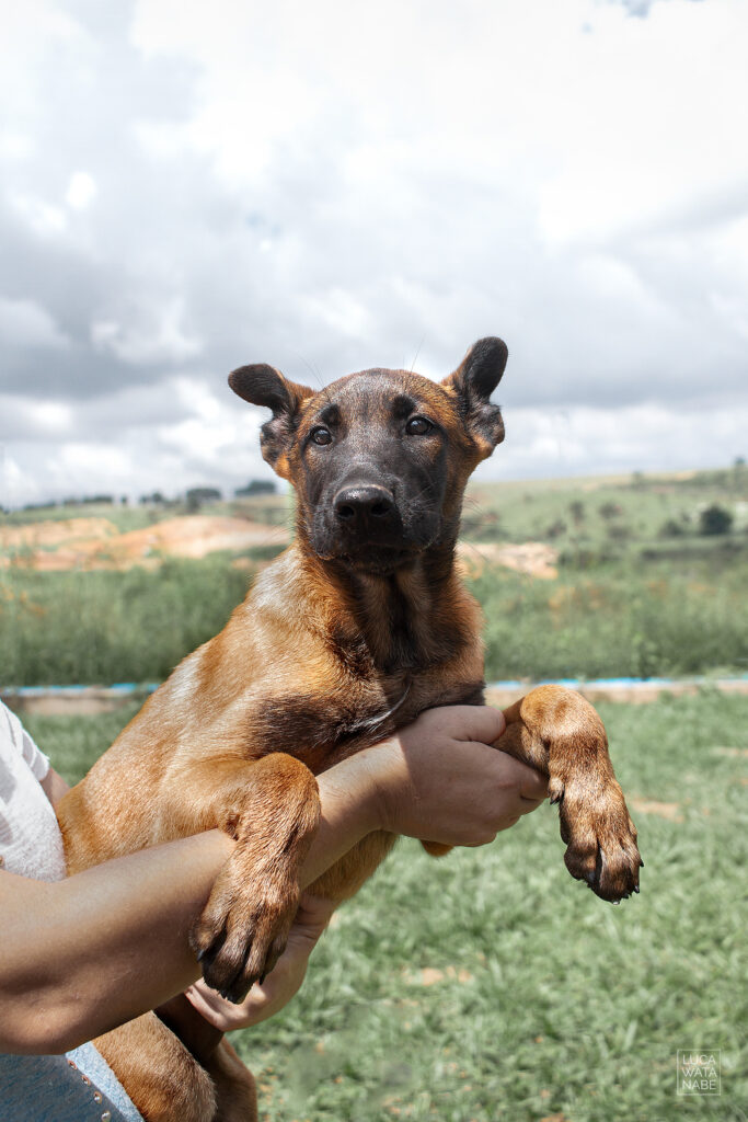 Saiba como funciona a equivalência da idade canina com anos humanos.