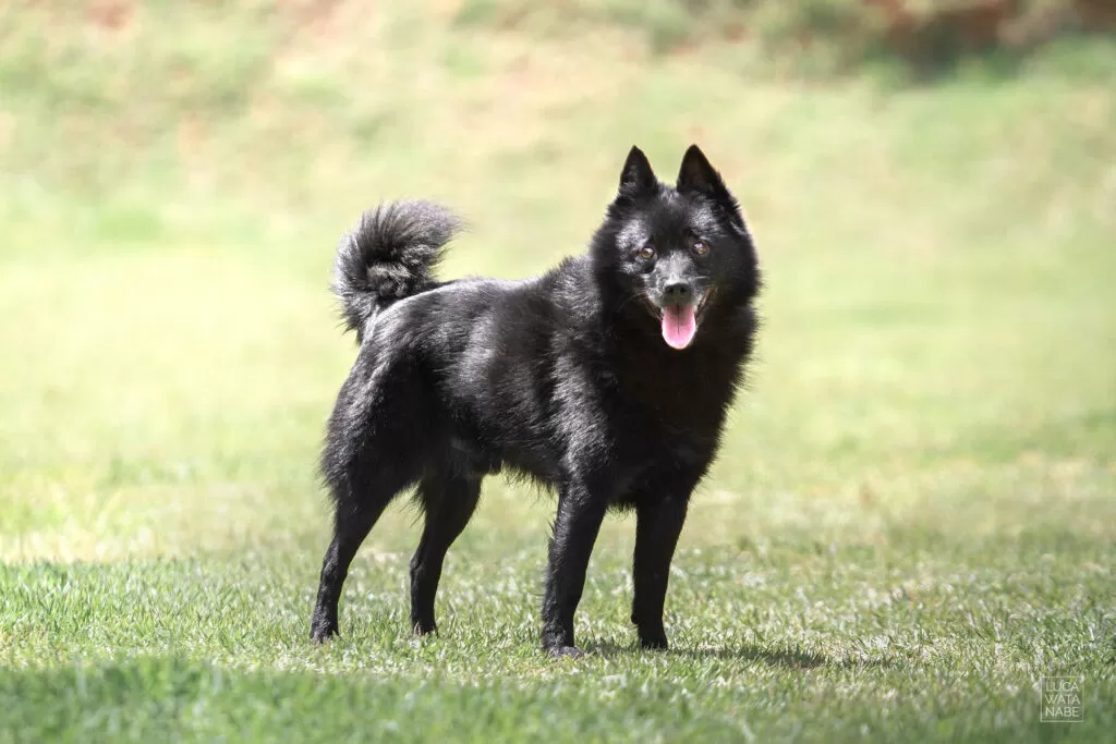 O schipperke é uma excelente opção de cão de companhia.