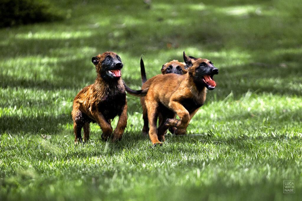 Filhotes de pastor malinois brincando.