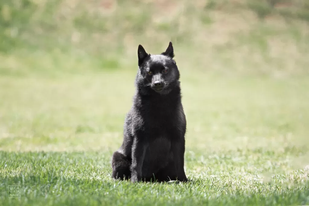 Schipperke tranquilo em gramado.