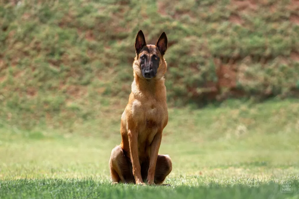 Cachorro malinois de porte médio.