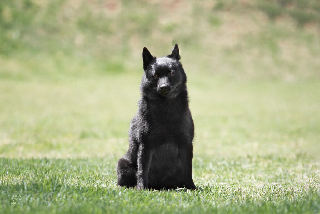 O schipperke é um cão que não tem cheiro, mesmo meses sem banho.