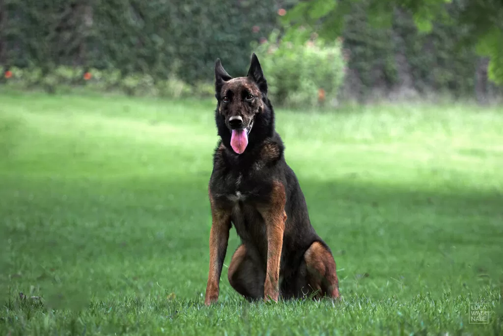 Pastor belga malinois, um ótimo cão para treinamento.