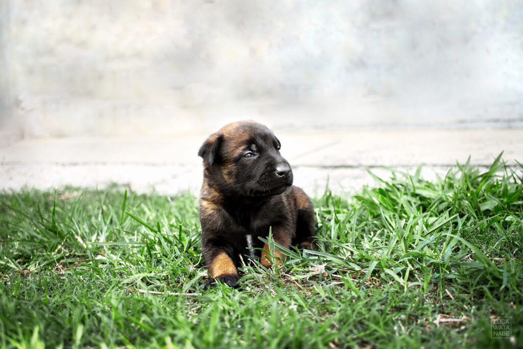 Filhote de cachorro.