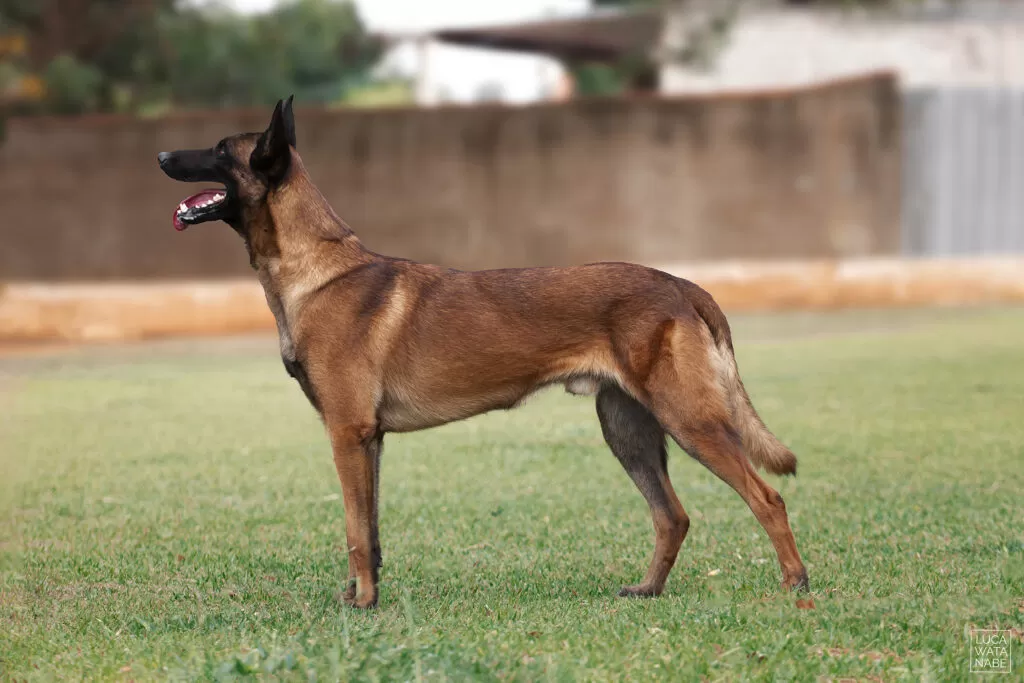 Cão adulto malinois de perfil em pé e parado.