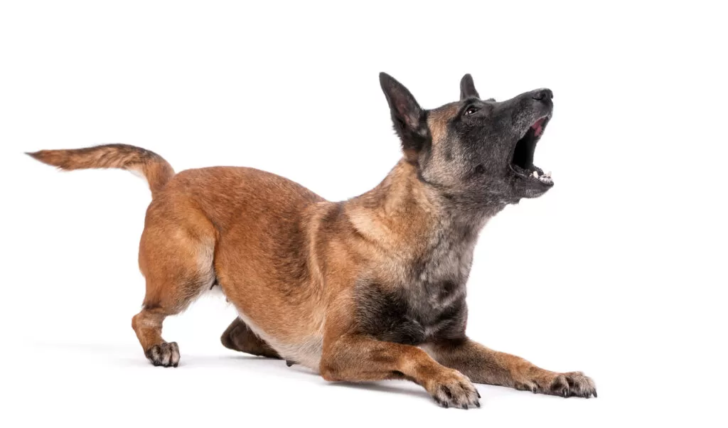 Cachorro pastor belga malinois latindo.