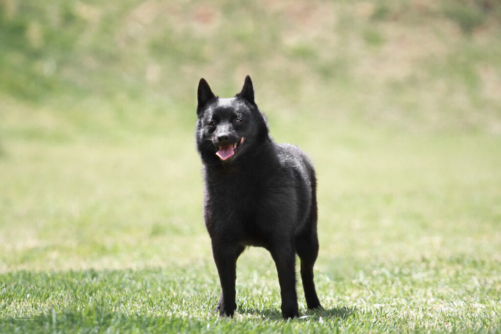 Cachorro schipperke de boca aberta, mas quieto.