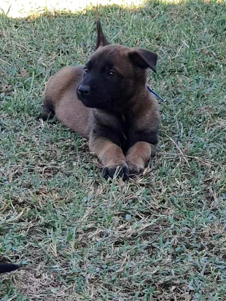 Filhote de pastor malinois deitado na grama.