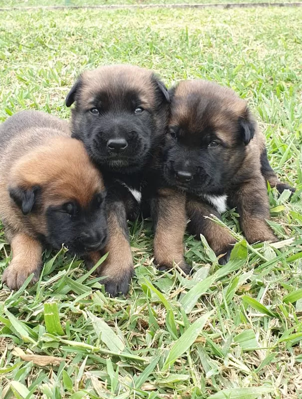 Filhotes de pastor belga malinois.