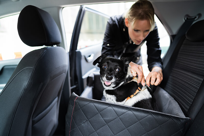 Mulher passando o cinto de segurança em viagem com cachorro.