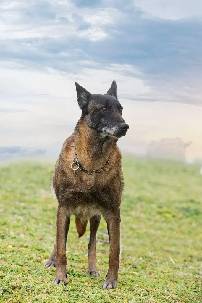 Cão pastor belga idoso.