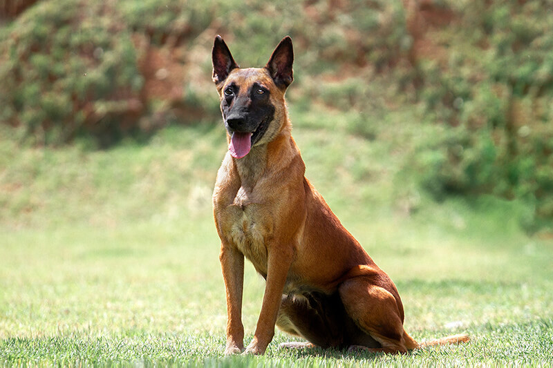 Pastor belga malinois sentado em gramado.