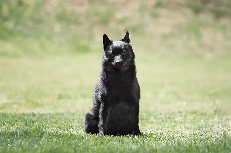 Cachorro preto da raça schipperke sentado em espaço verde.