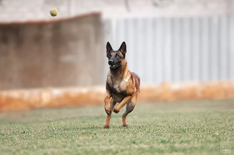 Adestramento do Pastor Belga Malinois