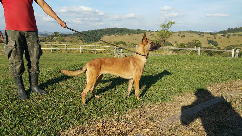 Obediência do pastor Belga Malinois