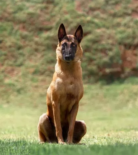 Raca-pastor-malinois