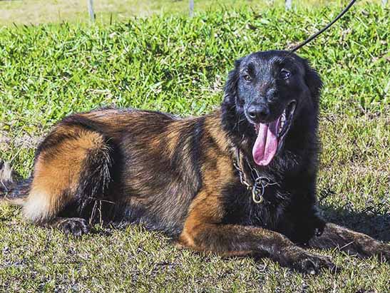 Ong Adote Já Mogi - Esse lindo Pastor Belga Malinois (cara preta) foi  resgatado pela Karina Adote Já, do um Canil Clandestino em Mogi das cruzes,  e precisa urgentemente ser adotado